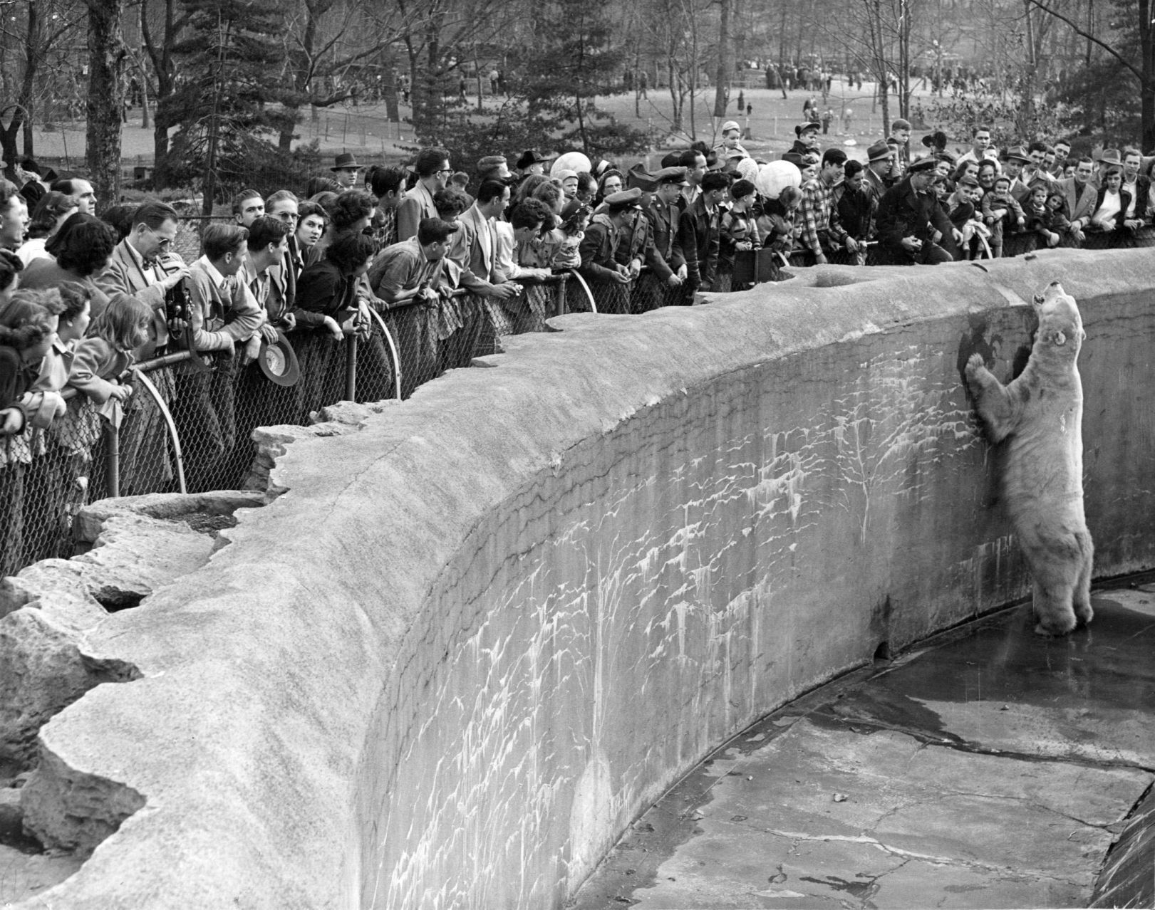 Bears at the St. Louis Zoo in 1951